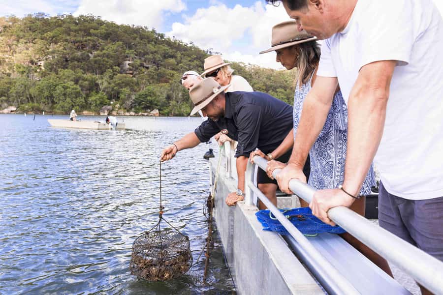 Pearl & Oyster Farm Hawkesbury River Cruise - From spawning to selection: how one oyster supports two industries