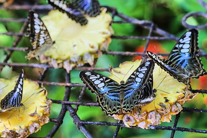 Penang Round Island Tour With Tropical Spice Garden & Entopia Butterfly Farm - Who Should Book This Tour (and Who Might Want a Different Plan)