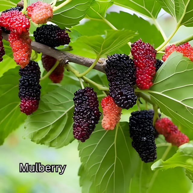 Penang: Tropical Fruit Farm Ticket - Key highlights you’ll care about