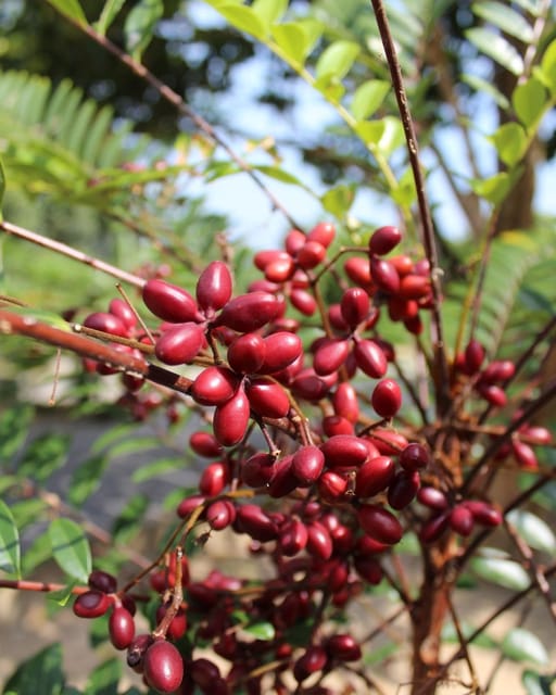 Penang: Tropical Fruit Farm Ticket - The 30-Minute Guided Farm Tour: What You’ll See