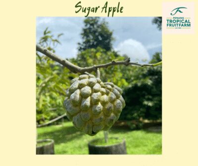 Penang: Tropical Fruit Farm Ticket - Getting There and Using the One-Day Ticket