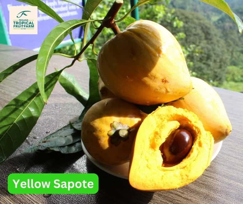 Penang: Tropical Fruit Farm Ticket - Practical Tips Before You Go