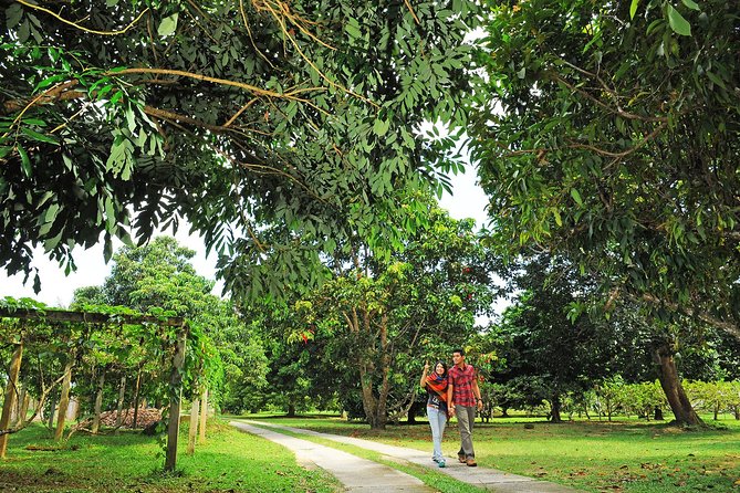 Penang Tropical Fruit Farm with Fruit Tasting - Getting to Teluk Bahang: how the day starts