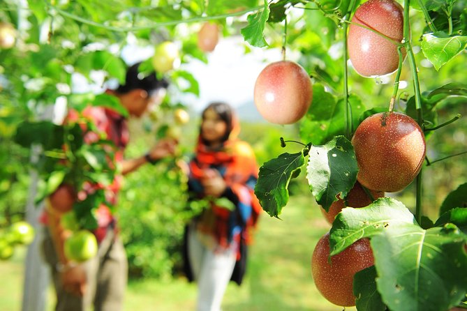 Penang Tropical Fruit Farm with Fruit Tasting - Price and value: is $61 fair for Penang fruit tasting?