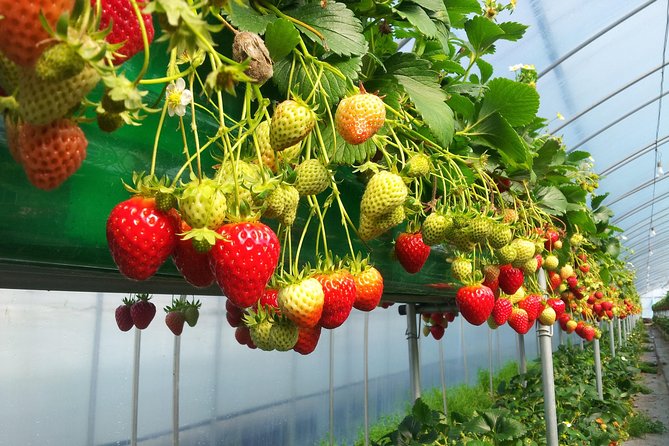 [Perfect Private Tour] Nami island, Petite France and Organic Strawberry Farm - Timing and choosing the right day for this itinerary