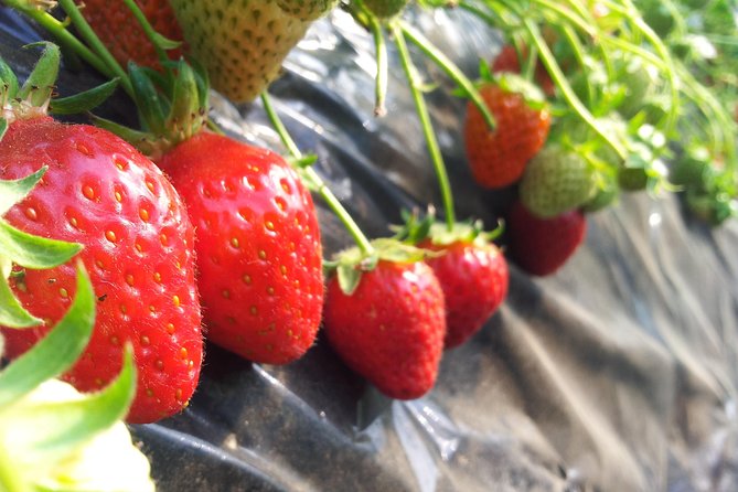 [Perfect Private Tour] Nami island, Petite France and Organic Strawberry Farm - Hotel pickup and an English-speaking driver: the stress-remover