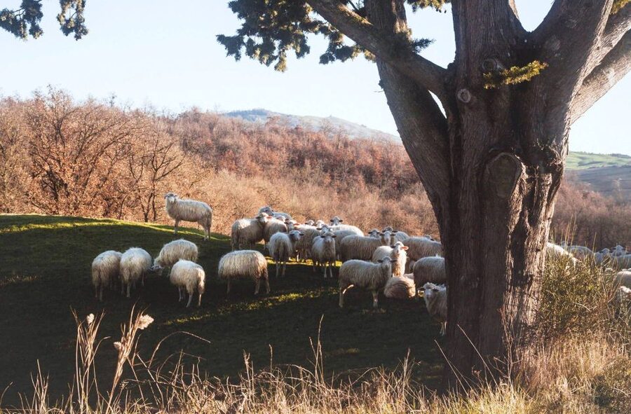 Pienza: Dairy Farm Tour with Pecorino Cheese Tasting - Price and timing: is $77 for 2 hours good value?