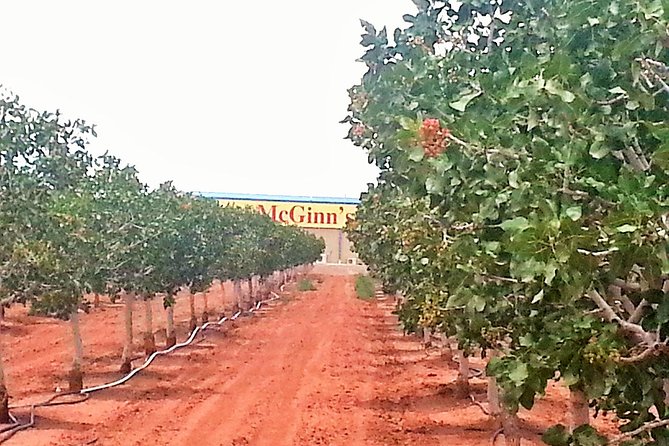 PistachioLand Farm Tour - PistachioLand Farm Tour: Why 30 Minutes Still Feels Worth It