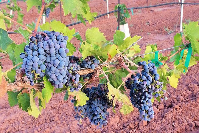 PistachioLand Farm Tour - Who This Tour Fits Best (and Who Might Want to Skip)