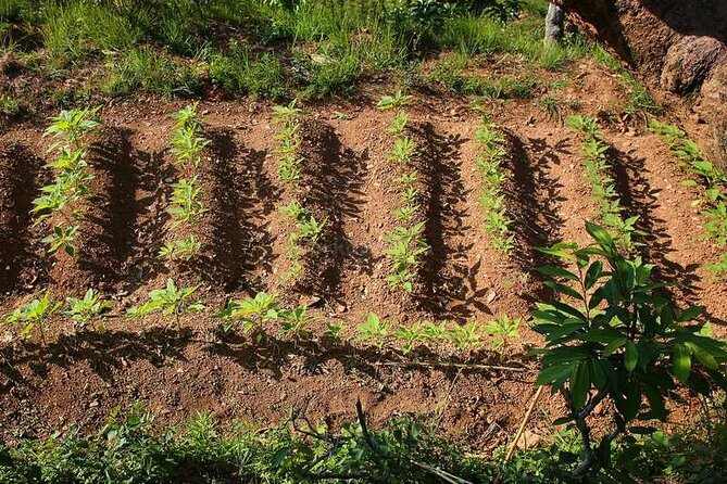 Pokhara: Organic Farm Tour and Cooking Class at Durku - Price and value: what $115 includes, and what that buys you