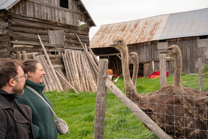 Pontiac Farm Tour - Day Trip From Ottawa & Gatineau - A 7-hour countryside swing with yaks, ostriches, cider, and alpacas