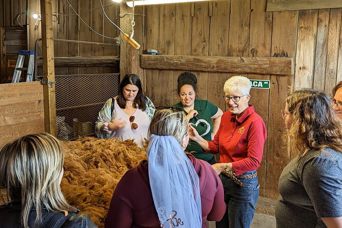 Pontiac Farm Tour - Day Trip From Ottawa & Gatineau - Les Alpagas de Willow Lane: slow down and hang with alpacas