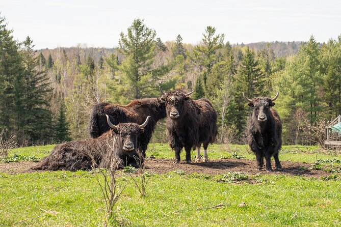 Pontiac Farm Tour - Day Trip From Ottawa & Gatineau - Ferme Pure Conscience: yak time plus farm-style treats