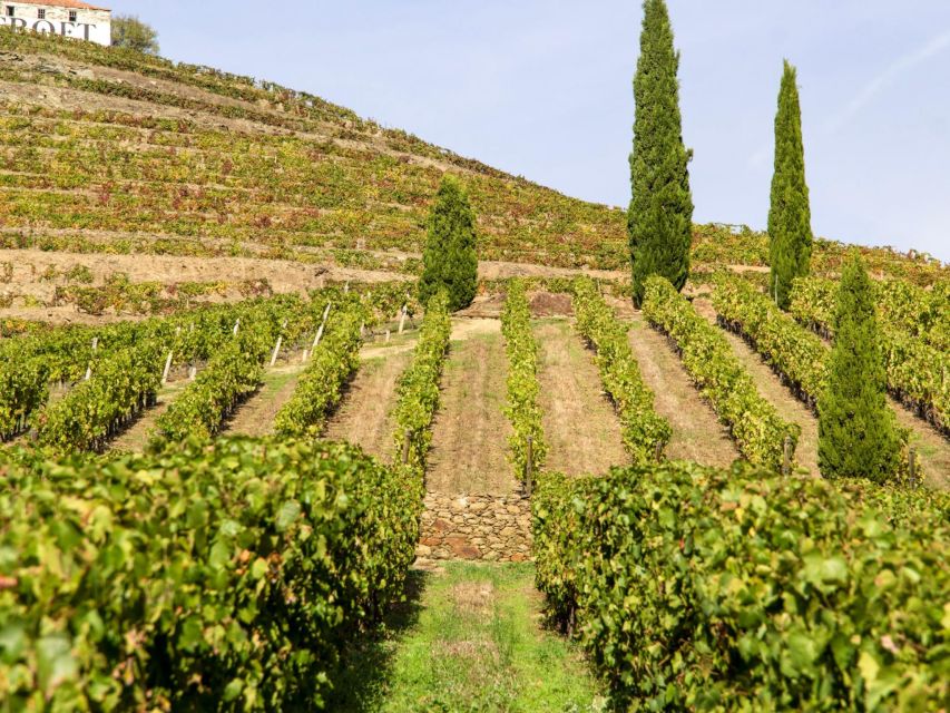 Porto: 3 Wine Regions & Farm Lunch with Views Small-Group - Sabrosa Lunch With Views: Where the Douro Feels Real