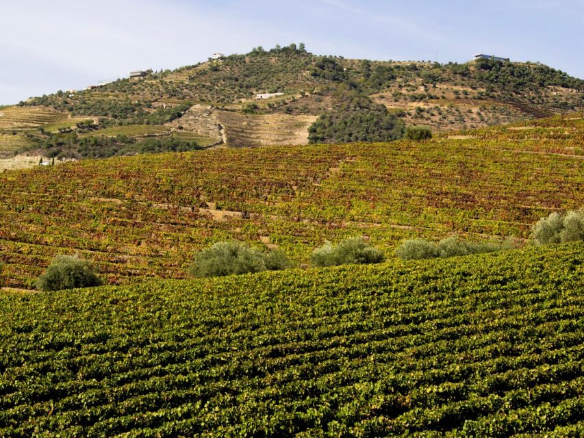 Porto: 3 Wine Regions & Farm Lunch with Views Small-Group - Should You Book This Porto-to-Douro Wine Tour?