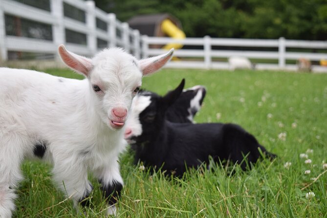 Premium Amish Country Tour including Amish Farm and House - Timing and season tips: when to see more than barns and fences