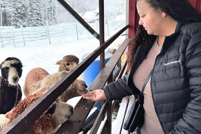 PRIVATE Alpaca Guided Forest Walk + Feeding Helsinki - Klaukkala Pickup: Less City Stress, More Time With Animals