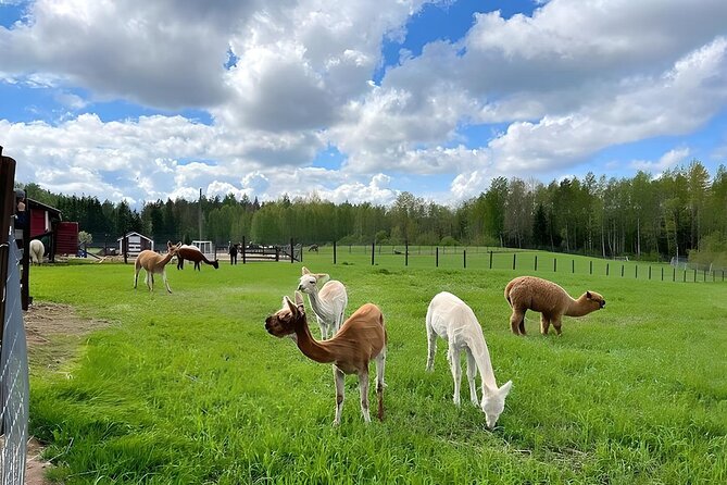 PRIVATE Alpaca Guided Forest Walk + Feeding Helsinki - Your Own Alpaca in the Forest: The Moment Most People Remember