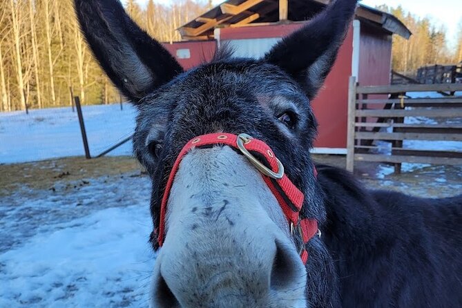 PRIVATE Alpaca Guided Forest Walk + Feeding Helsinki - Vagif and Ross-Style Guiding: Friendly, Practical, and Photo-Ready