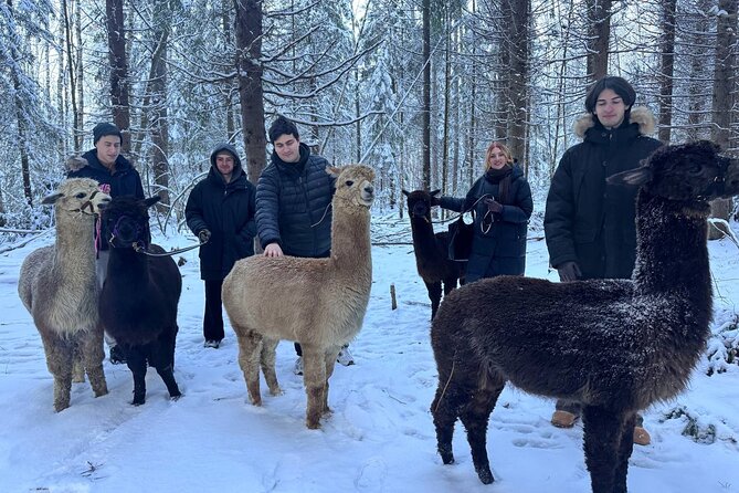 PRIVATE Alpaca Guided Forest Walk + Feeding Helsinki - Timing, Weather, and How to Plan Your Helsinki Day