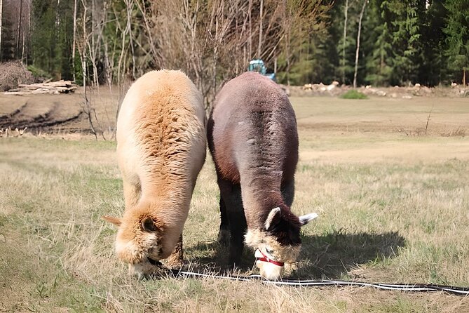 PRIVATE Alpaca Guided Forest Walk + Feeding Helsinki - Who Should Book This (And Who Might Want to Skip It)
