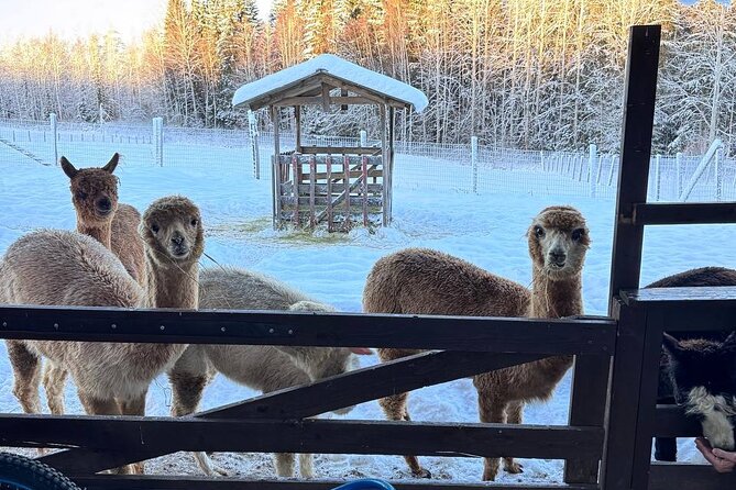 PRIVATE Alpaca Guided Forest Walk + Feeding Helsinki - Entering the Alpaca Fences: Feeding That Actually Feels Like Interaction