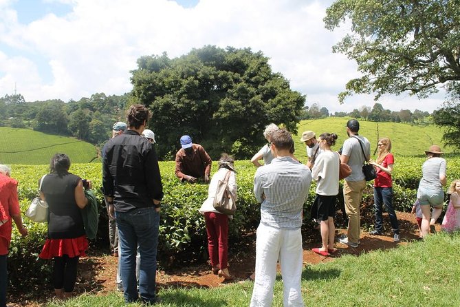 Private Day Trip to Kiambethu Tea Farm in Limuru from Nairobi - Kiambethu Tea Farm: plantation walking, family-run tea since 1910