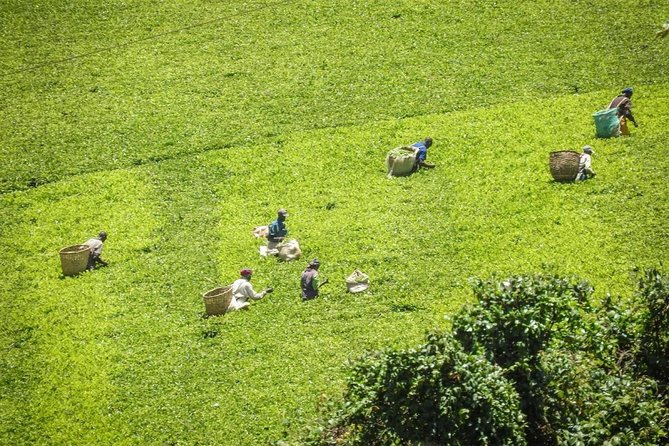 Private Day Trip to Kiambethu Tea Farm in Limuru from Nairobi - 3-course lunch at the farm: value, setting, and what to expect
