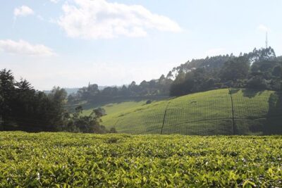 Private Day Trip to Kiambethu Tea Farm in Limuru from Nairobi - Indigenous forest walk: plant names and traditional uses (not just tea)