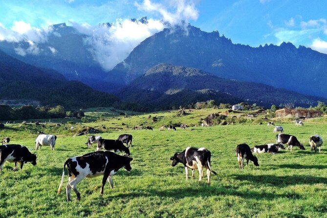 Private Desa Dairy Farm, Kinabalu National Park, Hot Spring & Canopy Walk Tour - Desa Dairy Farm: cool air, classic cow photos, and a real start-of-day reset
