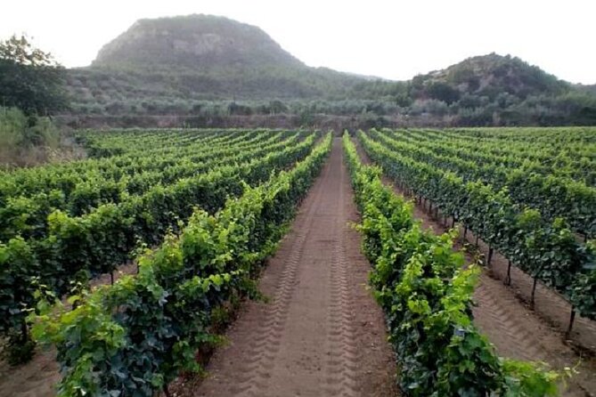 Private Excursion to Ancient Olympia - bee farm & winery - Olympia Land Winery: vineyard tour and the wine tasting option