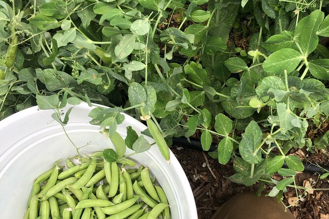Private Farm Workshop in Napa Valley - Leaving with answers for your microclimate