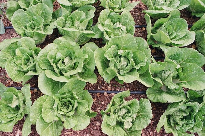 Private Farm Workshop in Napa Valley - The market garden tasting: what you learn from seeing food in season