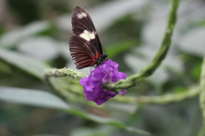 Private Full-Day Mindo Cloud Forest,Butterfly Farm, Chocolate Tour bird watching - The 8:00 am start, hotel pickup, and the Middle of the World photo stop