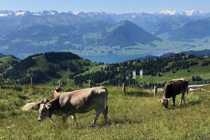 Private Guided Hike on Mt. Rigi with Farm Visit and BBQ - The return cruise to Lucerne: the best kind of wind-down