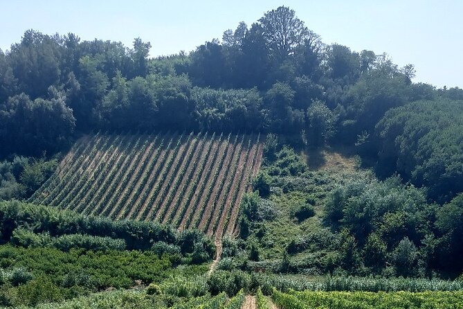 Private Guided Tour to Pisa and local Wine Farm from Livorno port - Timing and the cruise-port advantage: why private helps