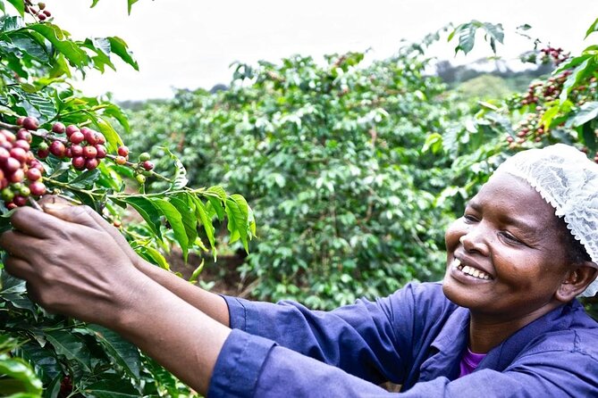 Private Half-Day Tour in Fairview Coffee Farm from Nairobi - Key things that make this Fairview Coffee farm tour worth your time
