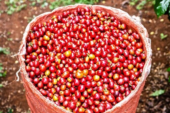 Private Half-Day Tour in Fairview Coffee Farm from Nairobi - Processing and drying areas: where coffee flavor takes shape