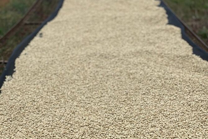 Private Half-Day Tour in Fairview Coffee Farm from Nairobi - Price and logistics: does $90 feel fair for what you get?