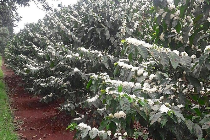Private Half-Day Tour in Fairview Coffee Farm from Nairobi - Who should book the Fairview Coffee Estate tour (and who might skip it)