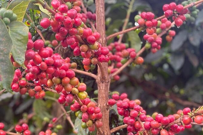 Private Half-Day Tour in Fairview Coffee Farm from Nairobi - Entering the Fairview Coffee Estate: what the welcome sets up