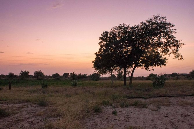 Private Jaisalmer Rural Farm Tour - Mystic Smiles Farm: picking desert crops like Bair, Kair, and Sangri