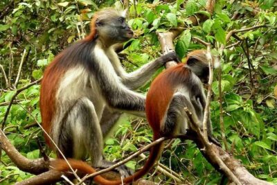 Private Stone Town & Spice Farm Tour - Jozani Chwaka Bay Walk: Red Colobus and Mangrove Footsteps