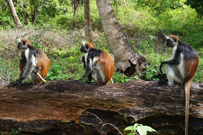 Private Stone Town & Spice Farm Tour - FAQ