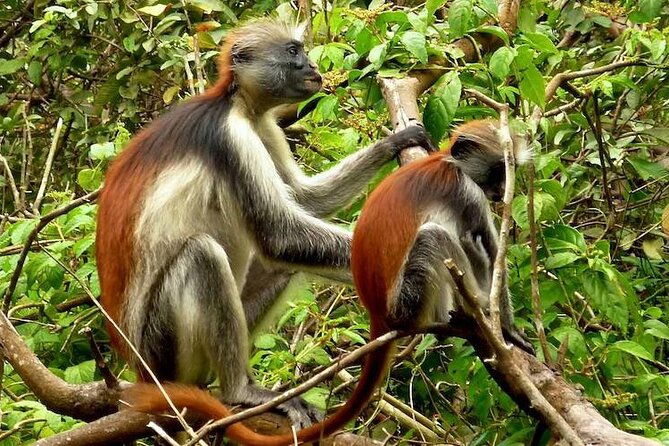 Private Stone Town & Spice Farm Tour - Jozani Chwaka Bay Walk: Red Colobus and Mangrove Footsteps