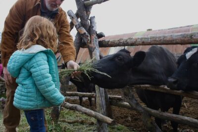 Private Tour at Historic Alaska Dairy Farm - Feeding and petting cows: the part you’ll remember