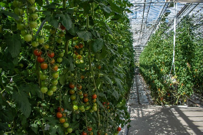 Private Tour Of The Golden Circle With Farm Visits In Iceland - Fridheimar tomato farm: geothermal power meets year-round growing