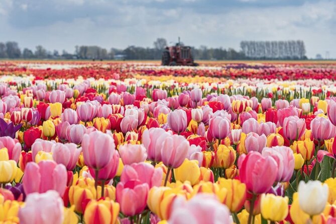 Private Tour to Tulips, Keukenhof, Windmills & Cheese Farm - Price and Logistics: What $470.43 Really Buys You