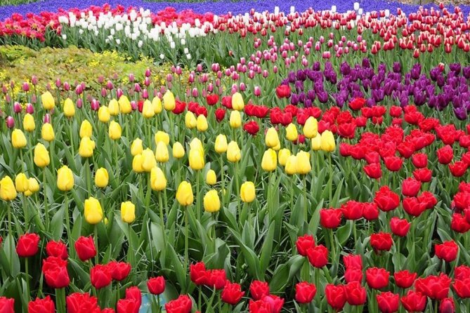 Private Tour to Tulips, Keukenhof, Windmills & Cheese Farm - The Tulip Experience Amsterdam: Fields, Tulip History, and Picking Your Own