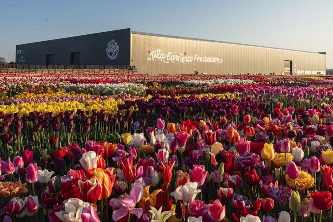 Private Tour to Tulips, Keukenhof, Windmills & Cheese Farm - Timing, Pickup, and How to Keep the Day Feeling Relaxed